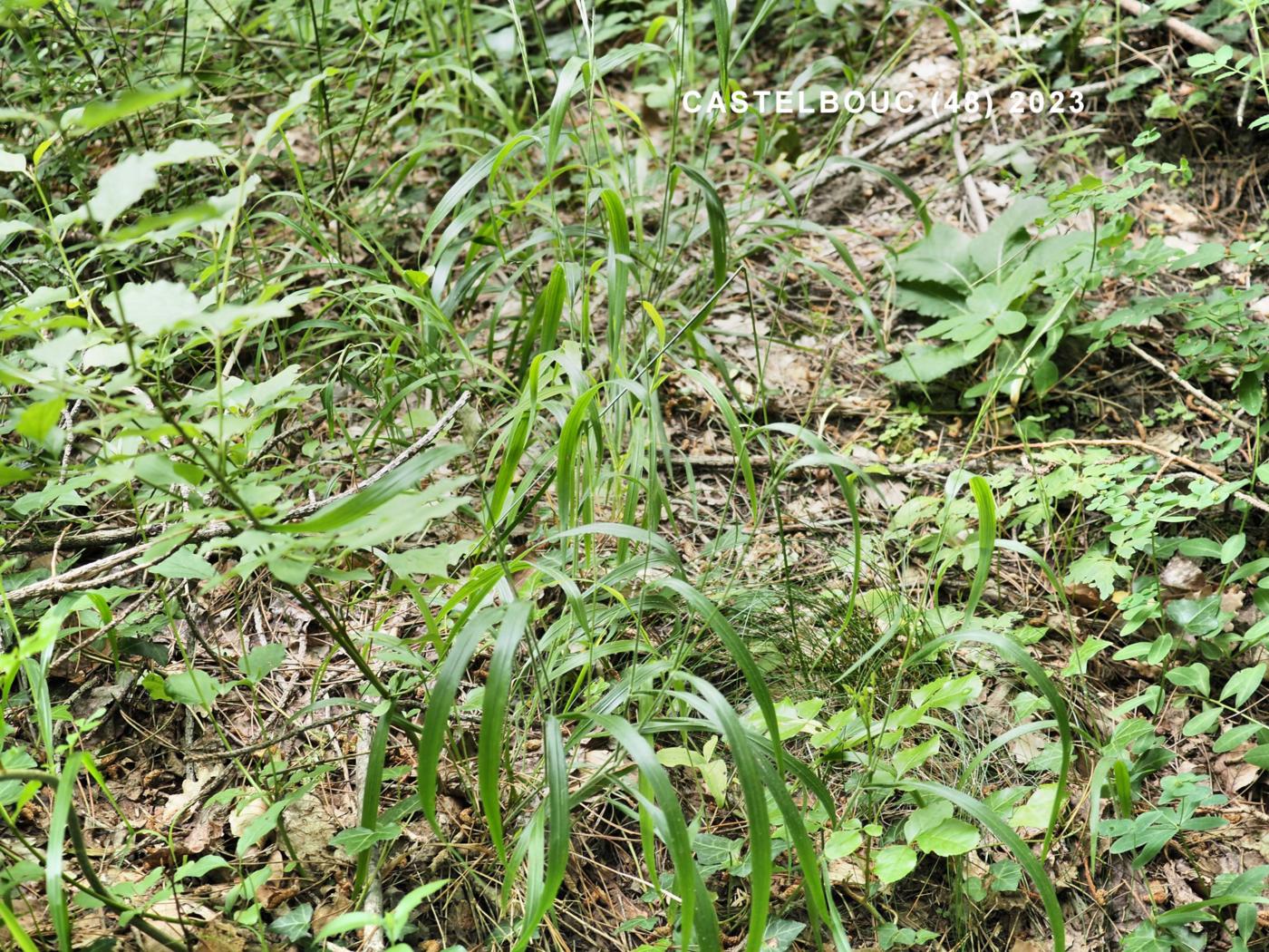 False-Brome, Slender plant